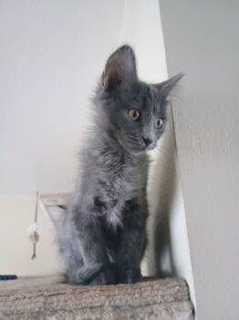 Rescue Domestic Medium Hair Cats for Adoption in Laramie, Wyoming - Hero | PetCurious