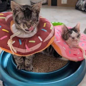 Marco & Polo -  Domestic Short Hair Cat for Adoption in Eatontown, New Jersey - Marco & Polo | PetCurious