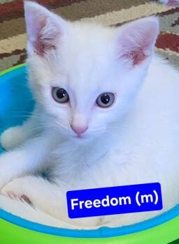 FREEDOM Kitten (m) -  Domestic Short Hair Cat for Adoption in New Bern, North Carolina - FREEDOM Kitten (m) | PetCurious