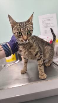 Domestic Short Hair Cats Available for Adoption in Athens, Tennessee - Moana | PetCurious