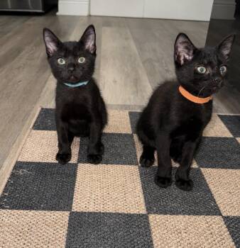 Scribble & Doodle (Double Trouble) -  Domestic Short Hair Cat for Adoption in Homestead, Florida - Scribble & Doodle (Double Trouble) | PetCurious