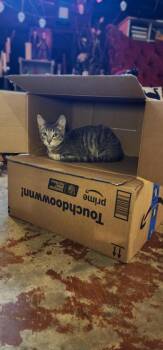 Rescue Domestic Short Hair and Tabby Cats for Adoption in Liverpool, Texas - Vixen | PetCurious