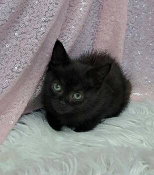 Rescue Domestic Short Hair Cats for Adoption in Clarkesville, Georgia - Tofu | PetCurious