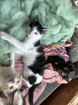 Rescue Domestic Short Hair Cats for Adoption in Albany, Wisconsin - Nolan | PetCurious