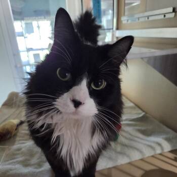 Domestic Long Hair Cats Available for Adoption - Schelli | PetCurious