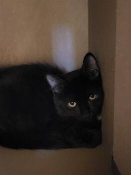 TOAST -  Domestic Short Hair Cat for Adoption in Albuquerque, New Mexico - TOAST | PetCurious