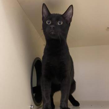 Marty -  Domestic Short Hair Cat for Adoption in Dayton, Ohio - Marty | PetCurious