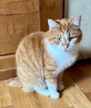 Mike Wozowski -  British Shorthair and Domestic Short Hair Cat for Adoption in Cromwell, Kentucky - Mike Wozowski | PetCurious