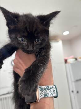 Domestic Short Hair Cats Available for Adoption in Brookings, Oregon - Sheba | PetCurious