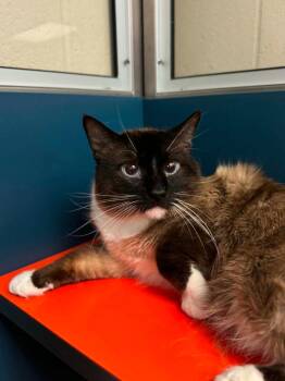 Pond -  Siamese Cat Available for Adoption in Grand Forks, North Dakota - Pond | PetCurious