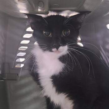 OJ -  Domestic Medium Hair Cat for Adoption in Hemet, California - OJ | PetCurious