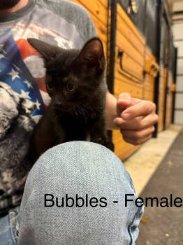 Rescue Domestic Short Hair Cats for Adoption in West Palm Beach, Florida - Bubbles | PetCurious