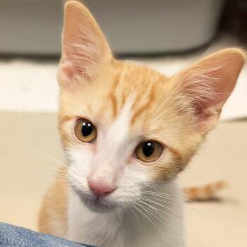 Banana Nut -  Domestic Short Hair Cat for Adoption in Jefferson, Wisconsin - Banana Nut | PetCurious