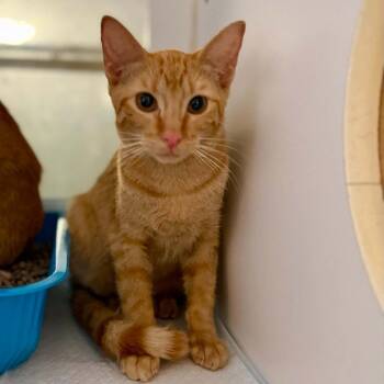Dot -  Domestic Short Hair Cat for Adoption in Bentonville, Arkansas - Dot | PetCurious