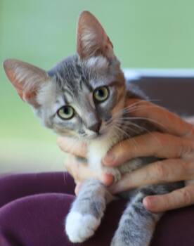 Rose -  Domestic Short Hair Cat for Adoption in North Fort Myers, Florida - Rose | PetCurious