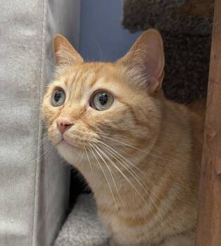 Melly Vanelly -  Domestic Short Hair and Tabby Cat for Adoption in Chandler, Arizona - Melly Vanelly | PetCurious