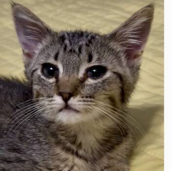 Rescue Domestic Medium Hair Cats for Adoption in Wichita, Kansas - Frankie | PetCurious