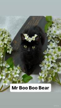 Domestic Short Hair Cats Available for Adoption in Walnut Creek, California - Mr Boo Boo Bear At Martinez Pet Food Express 5/23 | PetCurious