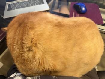 The Great Pumpkin -  Domestic Short Hair Cat for Adoption in Chicago, Illinois - The Great Pumpkin | PetCurious