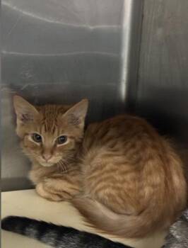 Toad -  Domestic Short Hair Cat for Adoption in Picayune, Mississippi - Toad | PetCurious