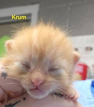 Domestic Short Hair Cats Available for Adoption in Fort Worth, Texas - Krum | PetCurious