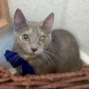 Abilene Meowling -  Dilute Calico and Domestic Short Hair Cat for Adoption in Friendswood, Texas - Abilene Meowling | PetCurious