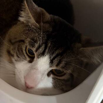 Domestic Short Hair Cats Available for Adoption in Cedaredge, Colorado - Artemis | PetCurious