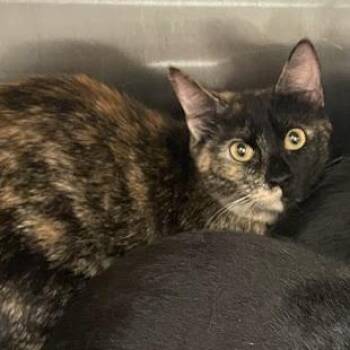 Domestic Short Hair Cats Available for Adoption in Port Charlotte, Florida - Olivia | PetCurious