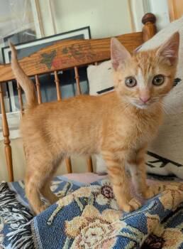 Grapes -  Domestic Short Hair Cat Available for Adoption in Wayne, New Jersey - Grapes | PetCurious