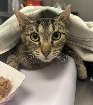 BOWSEY -  Domestic Short Hair Cat for Adoption in Indianapolis, Indiana - BOWSEY | PetCurious