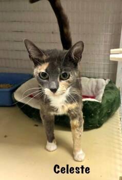 Celeste -  Domestic Short Hair Cat for Adoption in Gorham, Maine - Celeste | PetCurious