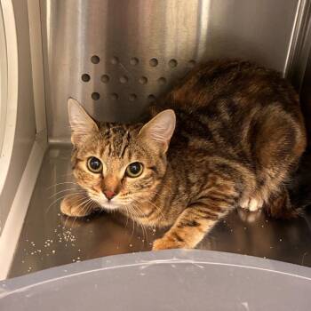 Domestic Short Hair Cats Available for Adoption - Baby Jane Doe | PetCurious