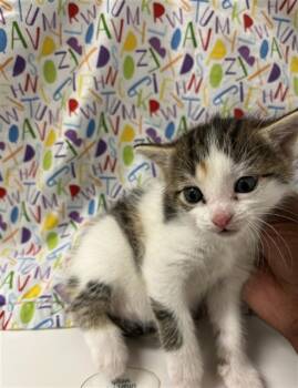 Domestic Short Hair Cats Available for Adoption in Killeen, Texas - ACACIA | PetCurious
