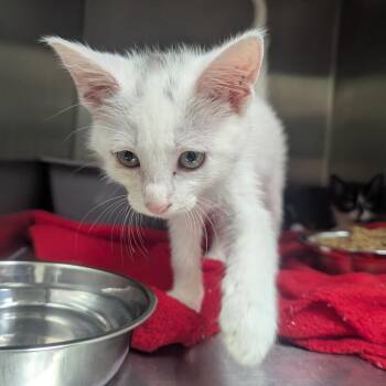 Debra -  Domestic Short Hair Cat for Adoption in Birmingham, Alabama - Debra | PetCurious