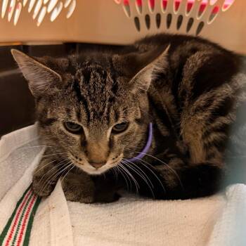 Windrift -  Domestic Short Hair Cat for Adoption in Philadelphia, Pennsylvania - Windrift | PetCurious