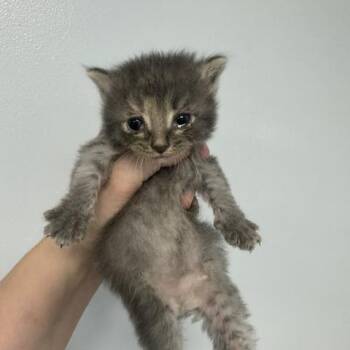 Haddie -  Domestic Long Hair Cat for Adoption in Indianapolis, Indiana - Haddie | PetCurious