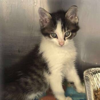 Rescue Domestic Short Hair Cats for Adoption in Huntington, West Virginia - Freesia | PetCurious