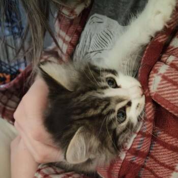 Domestic Long Hair Cats Available for Adoption in Santa Rosa, California - Leaf (bonded With Dirt) | PetCurious