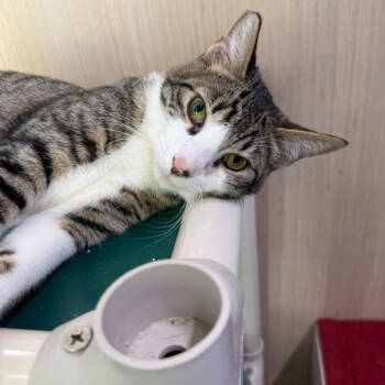 Rescue Domestic Short Hair Cats for Adoption in Victoria, British Columbia - Arnold | PetCurious