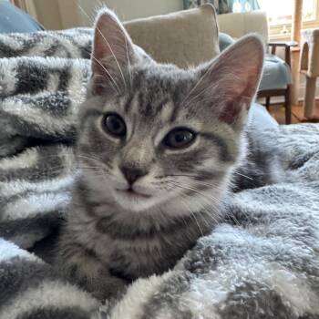 Skye -  American Shorthair Cat Available for Adoption in Pittsburgh, Pennsylvania - Skye | PetCurious