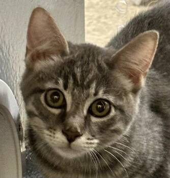 Yubari -  Maine Coon and Tabby Cat for Adoption in Phoenix, Arizona - Yubari | PetCurious
