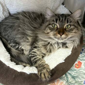 Rescue Domestic Medium Hair Cats for Adoption in Stephenville, Texas - Noogit | PetCurious