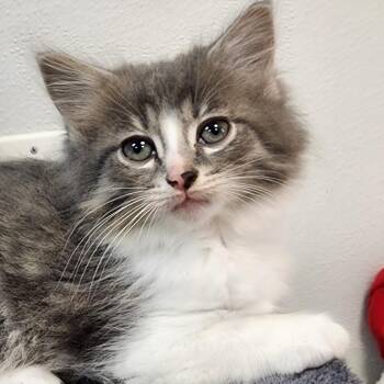 Domestic Medium Hair Cats Available for Adoption in Shinnston, West Virginia - Lafayette | PetCurious