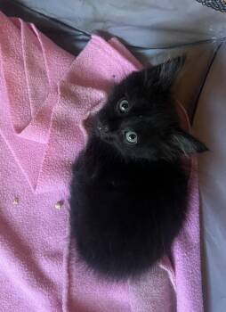 Java -  Domestic Long Hair Cat for Adoption in Wilmington, North Carolina - Java | PetCurious