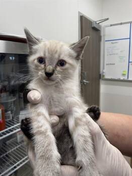 ICEE -  Domestic Short Hair Cat for Adoption in Baytown, Texas - ICEE | PetCurious