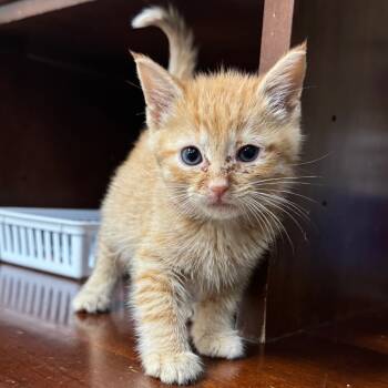 Rescue Domestic Short Hair Cats for Adoption in Milford, Iowa - Cheeto | PetCurious