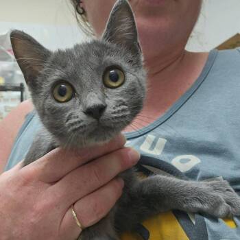 Yasu -  Domestic Short Hair Cat for Adoption in Candler, North Carolina - Yasu | PetCurious