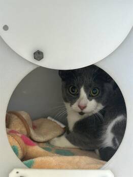 Domestic Short Hair Cats Available for Adoption - MERCEDES | PetCurious