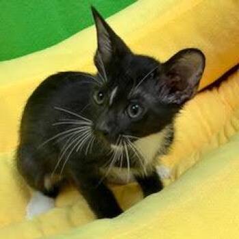 Tackle -  Tuxedo Cat for Adoption in Green Valley, Arizona - Tackle | PetCurious