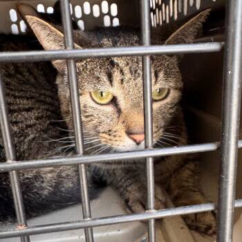 Napawleon Bonapart -  Domestic Short Hair Cat for Adoption in Philadelphia, Pennsylvania - Napawleon Bonapart | PetCurious